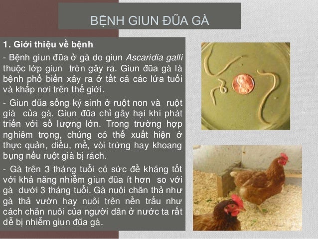 BỆNH GIUN ĐŨA GÀ
1. Giới thiệu về bệnh
- Bệnh giun đũa ở gà do giun Ascaridia galli
thuộc lớp giun tròn gây ra. Giun đũa g...