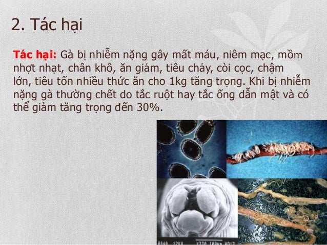 2. Tác hại
Tác hại: Gà bị nhiễm nặng gây mất máu, niêm mạc, mồm
nhợt nhạt, chân khô, ăn giảm, tiêu chảy, còi cọc, chậm
lớn...