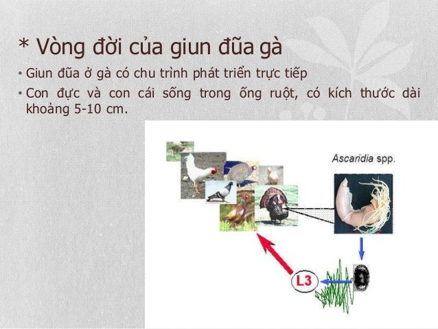 * Vòng đời của giun đũa gà
• Giun đũa ở gà có chu trình phát triển trực tiếp
• Con đực và con cái sống trong ống ruột, có ...