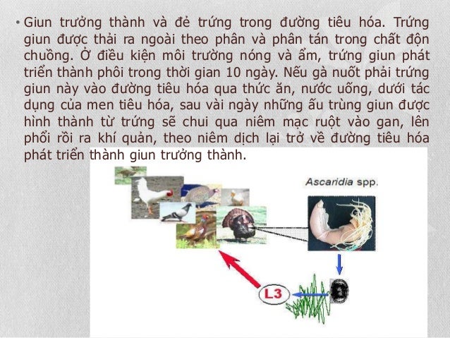 • Giun trưởng thành và đẻ trứng trong đường tiêu hóa. Trứng
giun được thải ra ngoài theo phân và phân tán trong chất độn
c...