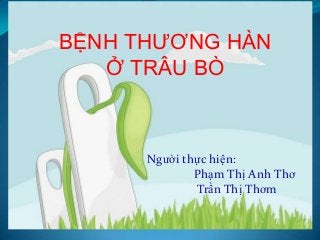 BỆNH THƢƠNG HÀN
Ở TRÂU BÒ

Người thực hiện:
Phạm Thị Anh Thơ
Trần Thị Thơm

 