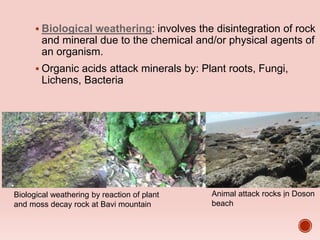  Biological weathering: involves the disintegration of rock
and mineral due to the chemical and/or physical agents of
an organism.
 Organic acids attack minerals by: Plant roots, Fungi,
Lichens, Bacteria
Biological weathering by reaction of plant
and moss decay rock at Bavi mountain
Animal attack rocks ịn Doson
beach
 