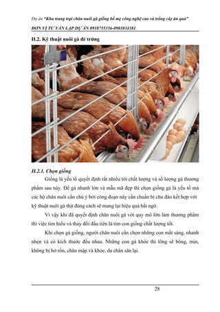 Dự án “Khu trang trại chăn nuôi gà giống bố mẹ công nghệ cao và trồng cây ăn quả”
ĐƠN VỊ TƯ VẤN LẬP DỰ ÁN 0918755356-0903034381
II.2. Kỹ thuật nuôi gà đẻ trứng
II.2.1. Chọn giống
Giống là yếu tố quyết định rất nhiều tới chất lượng và số lượng gà thương
phẩm sau này. Để gà nhanh lớn và mẫu mã đẹp thì chọn giống gà là yếu tố mà
các hộ chăn nuôi cần chú ý bởi công đoạn này cần chuẩn bị chu đáo kết hợp với
kỹ thuật nuôi gà thịt đúng cách sẽ mang lại hiệu quả bất ngờ.
Vì vậy khi đã quyết định chăn nuôi gà với quy mô lớn làm thương phẩm
thì việc tìm hiểu và thay đổi đầu tiên là tìm con giống chất lượng tốt.
Khi chọn gà giống, người chăn nuôi cần chọn những con mắt sáng, nhanh
nhẹn và có kích thước đều nhau. Những con gà khỏe thì lông sẽ bông, mịn,
không bị hở rốn, chân mập và khỏe, da chân săn lại.
28
 