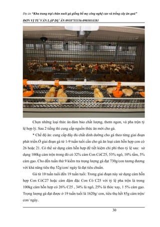 Dự án “Khu trang trại chăn nuôi gà giống bố mẹ công nghệ cao và trồng cây ăn quả”
ĐƠN VỊ TƯ VẤN LẬP DỰ ÁN 0918755356-0903034381
Chọn những loại thức ăn đảm bảo chất lượng, thơm ngon, và pha trộn tỷ
lệ hợp lý. Sau 2 tiếng thì cung cấp nguồn thức ăn mới cho gà.
* Chế độ ăn: cung cấp đây đủ chất dinh dưỡng cho gà theo từng giai đoạn
phát triển.Ở giai đoạn gà từ 1-9 tuần tuổi cần cho gà ăn loại cám hỗn hợp con cò
26 hoặc 21. Có thể sử dụng cám hỗn hợp để tiết kiệm chi phí theo tỷ lệ sau: sử
dụng 100kg cám trộn trong đó có 32% cám Con CòC25, 53% ngô, 10% tấm, 5%
cám gạo. Cho đến tuần thứ 9 kiểm tra trọng lượng gà đạt 730g/con tương đương
với khả năng tiêu thụ 52g/con/ ngày là đạt tiêu chuẩn.
Gà từ 10 tuần tuổi đến 19 tuần tuổi: Trong giai đoạn này sử dụng cám hỗn
hợp Con CòC27 hoặc cám đậm đặc Con Cò C25 với tỷ lệ pha trộn là trong
100kg cám hỗn hợp có 26% C25 , 34% là ngô, 25% là thóc xay, 1 5% cám gạo.
Trọng lượng gà đạt được ở 19 tuần tuổi là 1620g/ con, tiêu thụ hết 85g cám trộn/
con/ ngày.
30
 