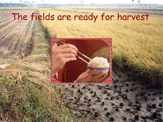 The fields are ready for harvest 