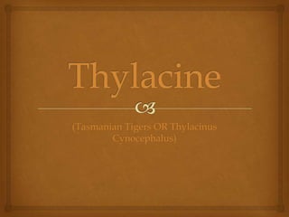 Thylacine (Tasmanian Tigers OR Thylacinus Cynocephalus) 