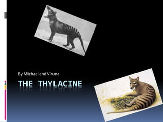 The Thylacine By Michael and Viruna 