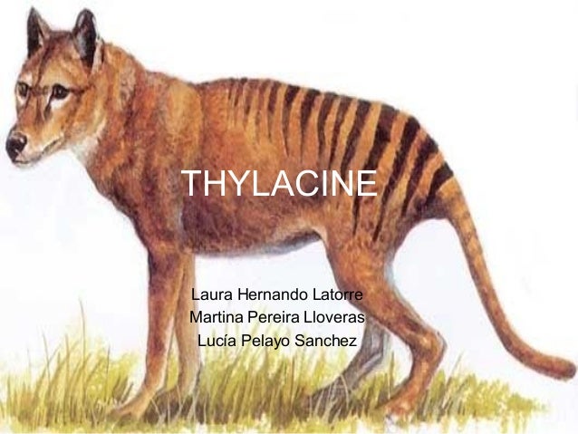 thylacine