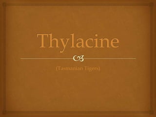 Thylacine (Tasmanian Tigers) 