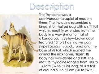 The Thylacine was a
carnivorous marsupial of modern
times. The thylacine resembled a
large, short-haired dog with a stiff tail
which smoothly extended from the
body in a way similar to that of
a kangaroo. Its yellow-brown coat
featured 13 to 21 distinctive dark
stripes across its back, rump and the
base of its tail, which earned the
animal the nickname, "Tiger". Its
body hair was dense and soft. The
mature thylacine ranged from 100 to
130 cm (39 to 51 in) long, plus a tail
of around 50 to 65 cm (20 to 26 in).
 