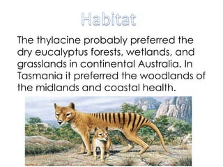 The thylacine probably preferred the
dry eucalyptus forests, wetlands, and
grasslands in continental Australia. In
Tasmania it preferred the woodlands of
the midlands and coastal health.
 