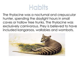 The thylacine was a nocturnal and crepuscular
hunter, spending the daylight hours in small
caves or hollow tree trunks. The thylacine was
exclusively carnivorous. Prey is believed to have
included kangaroos, wallabies and wombats.
 