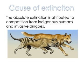 The absolute extinction is attributed to
competition from indigenous humans
and invasive dingoes.
 