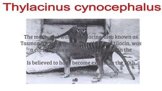 The marsupial wolf or thylacine, also known as
Tasmanian wolf, Tasmanian tiger and tilacn, was
a carnivorous marsupial originated in the
Holocene.
Is believed to have become extinct in the 20th
century.
 