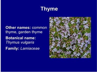 Thyme slideshare