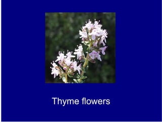 Thyme slideshare