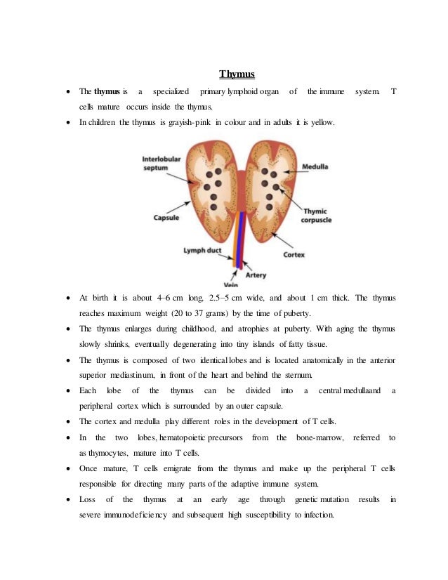 Thymus