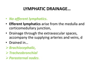 LYMPHATIC DRAINAGE…
• No afferent lymphatics.
• Efferent lymphatics arise from the medulla and
corticomedullary junction,
• Drainage through the extravascular spaces,
accompany the supplying arteries and veins, d
• Drained in…
Brachiocephalic,
Tracheobronchial
Parasternal nodes.
 