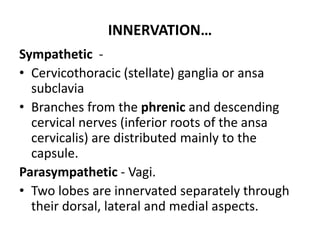 INNERVATION…
Sympathetic -
• Cervicothoracic (stellate) ganglia or ansa
subclavia
• Branches from the phrenic and descending
cervical nerves (inferior roots of the ansa
cervicalis) are distributed mainly to the
capsule.
Parasympathetic - Vagi.
• Two lobes are innervated separately through
their dorsal, lateral and medial aspects.
 