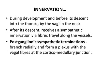 INNERVATION…
• During development and before its descent
into the thorax , by the vagi in the neck.
• After its descent, receives a sympathetic
innervation via fibres travel along the vessels;
• Postganglionic sympathetic terminations -
branch radially and form a plexus with the
vagal fibres at the cortico-medullary junction.
 