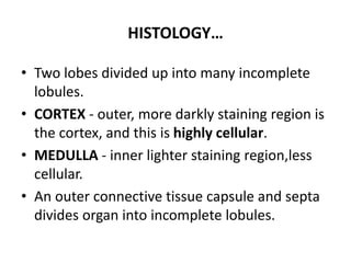 HISTOLOGY…
• Two lobes divided up into many incomplete
lobules.
• CORTEX - outer, more darkly staining region is
the cortex, and this is highly cellular.
• MEDULLA - inner lighter staining region,less
cellular.
• An outer connective tissue capsule and septa
divides organ into incomplete lobules.
 