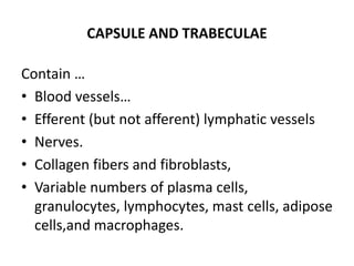 CAPSULE AND TRABECULAE
Contain …
• Blood vessels…
• Efferent (but not afferent) lymphatic vessels
• Nerves.
• Collagen fibers and fibroblasts,
• Variable numbers of plasma cells,
granulocytes, lymphocytes, mast cells, adipose
cells,and macrophages.
 
