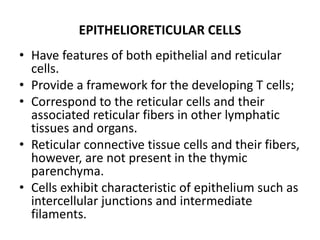 EPITHELIORETICULAR CELLS
• Have features of both epithelial and reticular
cells.
• Provide a framework for the developing T cells;
• Correspond to the reticular cells and their
associated reticular fibers in other lymphatic
tissues and organs.
• Reticular connective tissue cells and their fibers,
however, are not present in the thymic
parenchyma.
• Cells exhibit characteristic of epithelium such as
intercellular junctions and intermediate
filaments.
 