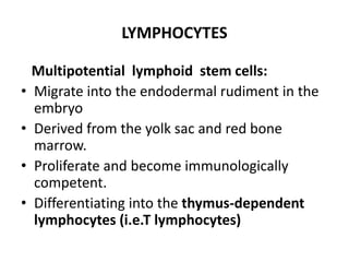 LYMPHOCYTES
Multipotential lymphoid stem cells:
• Migrate into the endodermal rudiment in the
embryo
• Derived from the yolk sac and red bone
marrow.
• Proliferate and become immunologically
competent.
• Differentiating into the thymus-dependent
lymphocytes (i.e.T lymphocytes)
 