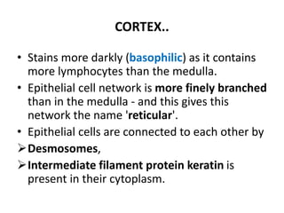 CORTEX..
• Stains more darkly (basophilic) as it contains
more lymphocytes than the medulla.
• Epithelial cell network is more finely branched
than in the medulla - and this gives this
network the name 'reticular'.
• Epithelial cells are connected to each other by
Desmosomes,
Intermediate filament protein keratin is
present in their cytoplasm.
 