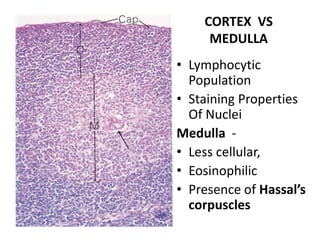 CORTEX VS
MEDULLA
• Lymphocytic
Population
• Staining Properties
Of Nuclei
Medulla -
• Less cellular,
• Eosinophilic
• Presence of Hassal’s
corpuscles
 