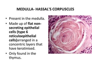 MEDULLA- HASSAL'S CORPUSCLES
• Present in the medulla.
• Made up of flat non-
secreting epithelial
cells (type 6
reticuloepithelial
cells)arranged in a
concentric layers that
have keratinised.
• Only found in the
thymus.
 