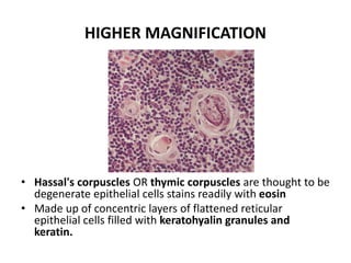 HIGHER MAGNIFICATION
• Hassal's corpuscles OR thymic corpuscles are thought to be
degenerate epithelial cells stains readily with eosin
• Made up of concentric layers of flattened reticular
epithelial cells filled with keratohyalin granules and
keratin.
 