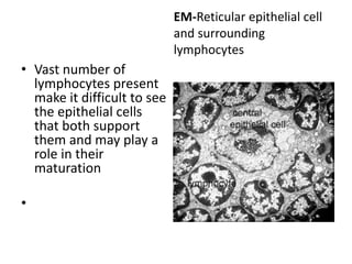 EM-Reticular epithelial cell
and surrounding
lymphocytes
• Vast number of
lymphocytes present
make it difficult to see
the epithelial cells
that both support
them and may play a
role in their
maturation
•
 