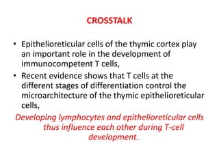 CROSSTALK
• Epithelioreticular cells of the thymic cortex play
an important role in the development of
immunocompetent T cells,
• Recent evidence shows that T cells at the
different stages of differentiation control the
microarchitecture of the thymic epithelioreticular
cells,
Developing lymphocytes and epithelioreticular cells
thus influence each other during T-cell
development.
 