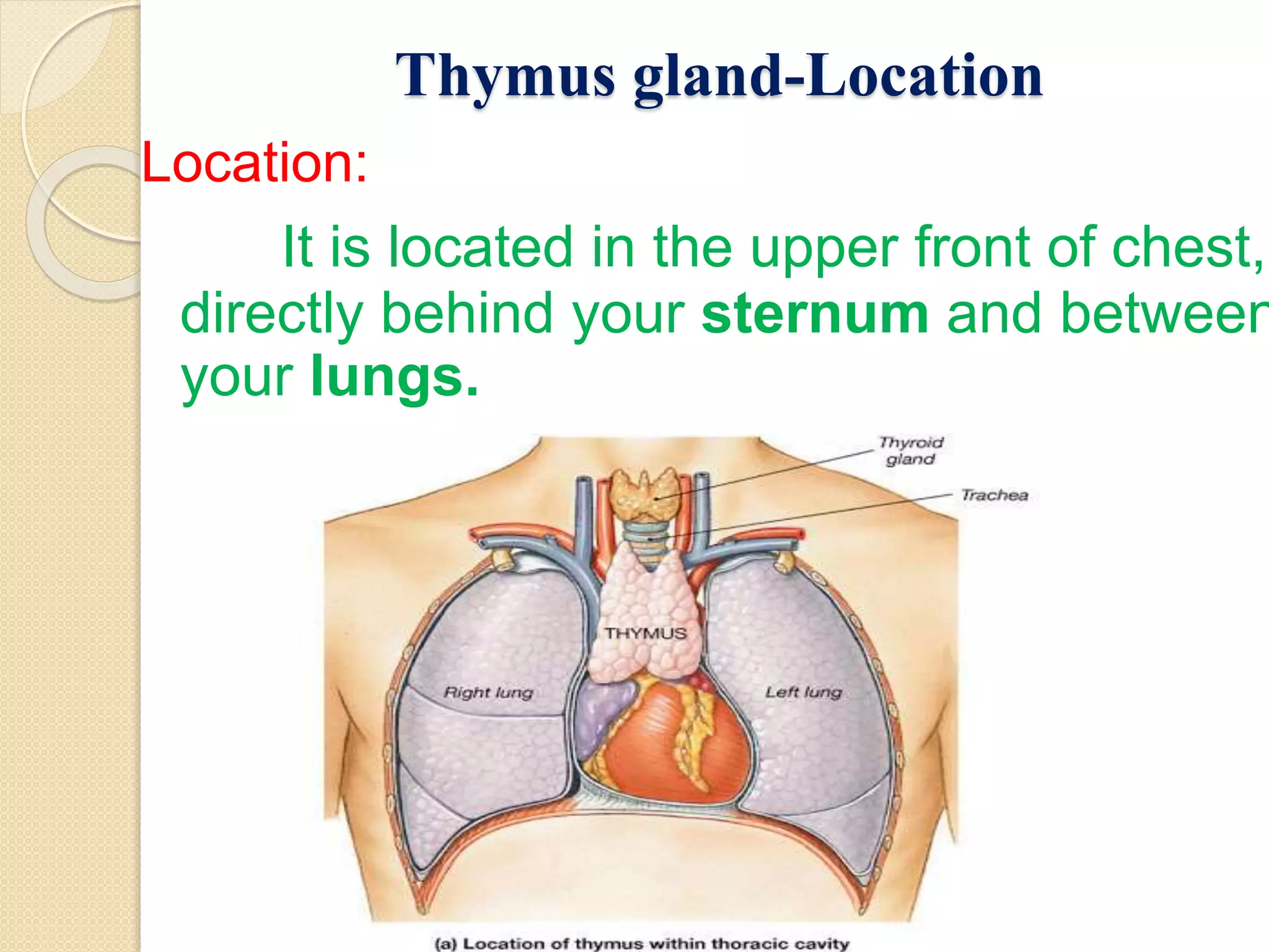 Thymus gland-Location
Location:
It is located in the upper front of chest,
directly behind your sternum and between
your lungs.