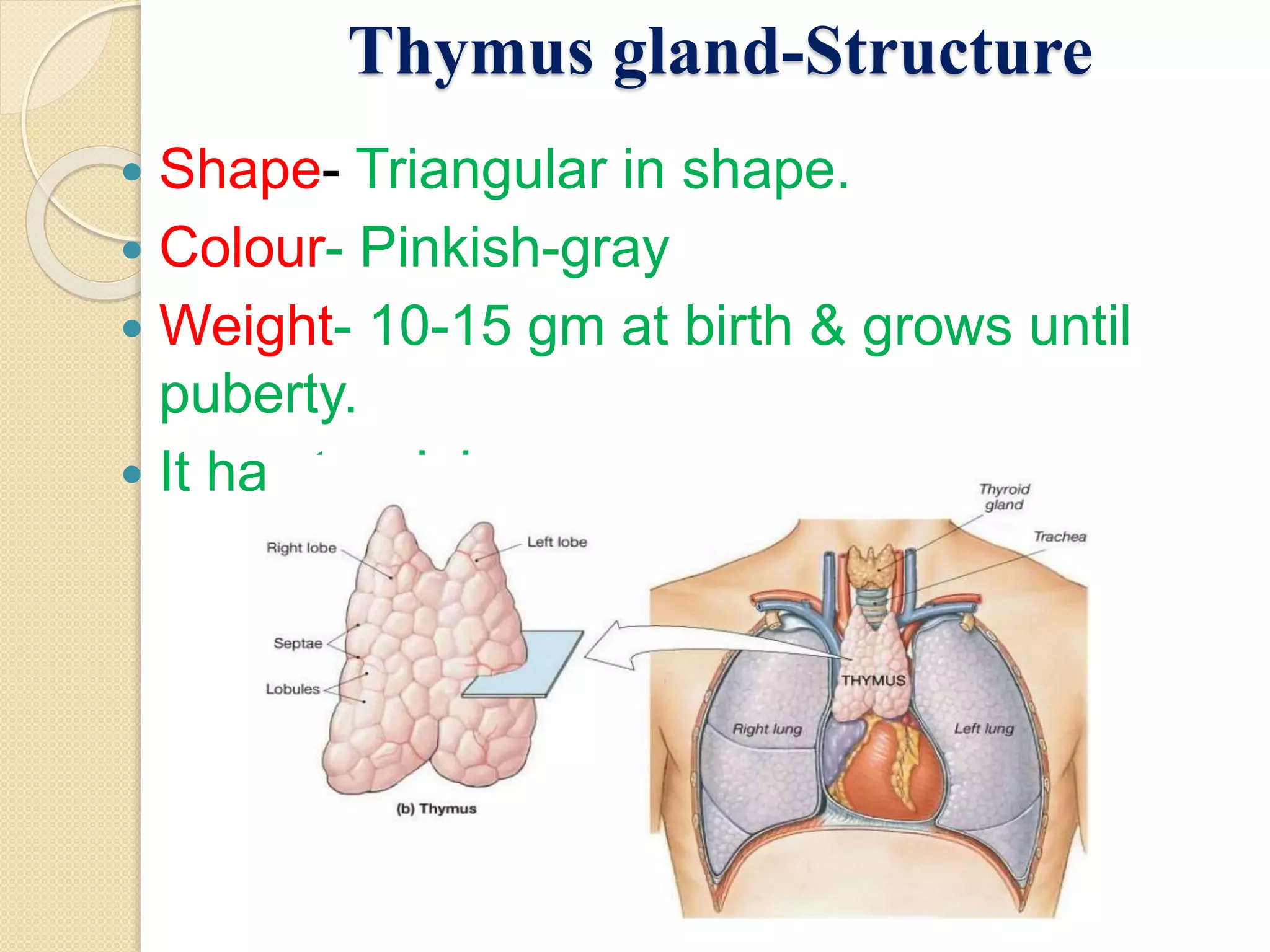 Thymus gland-Structure
Shape- Triangular in shape.
Colour- Pinkish-gray
Weight- 10-15 gm at birth & grows until
puberty.
It has two lobes.