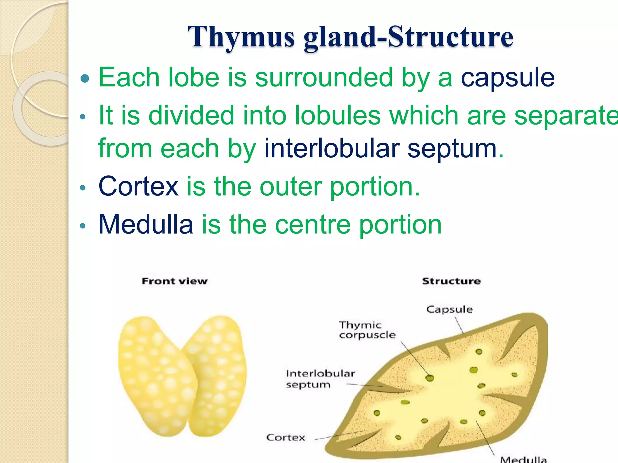 Thymus gland-Structure
Each lobe is surrounded by a capsule
• It is divided into lobules which are separate
from each by interlobular septum.
• Cortex is the outer portion.
• Medulla is the centre portion