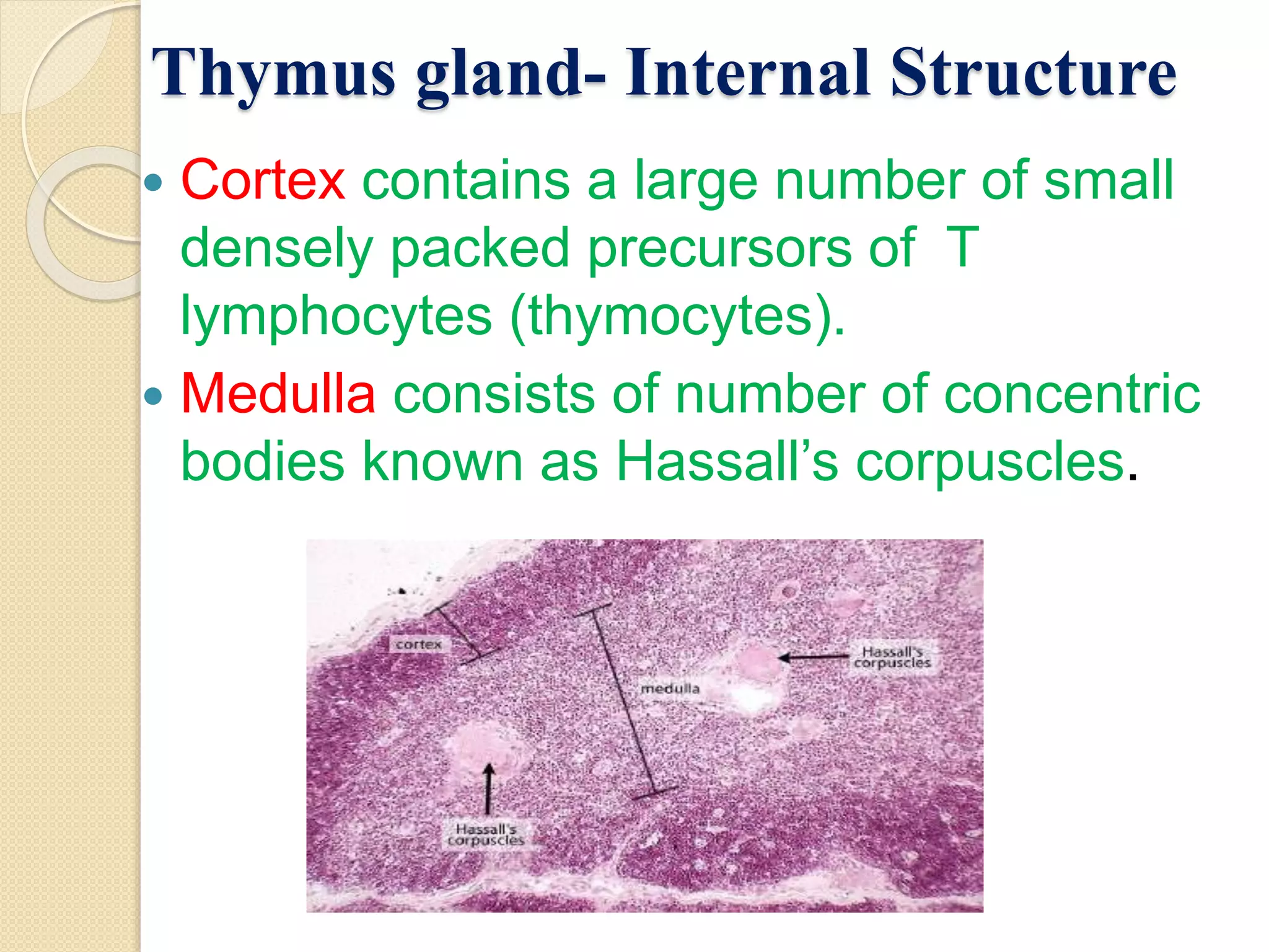 Thymus gland- Internal Structure
Cortex contains a large number of small
densely packed precursors of T
lymphocytes (thymocytes).
Medulla consists of number of concentric
bodies known as Hassall’s corpuscles.