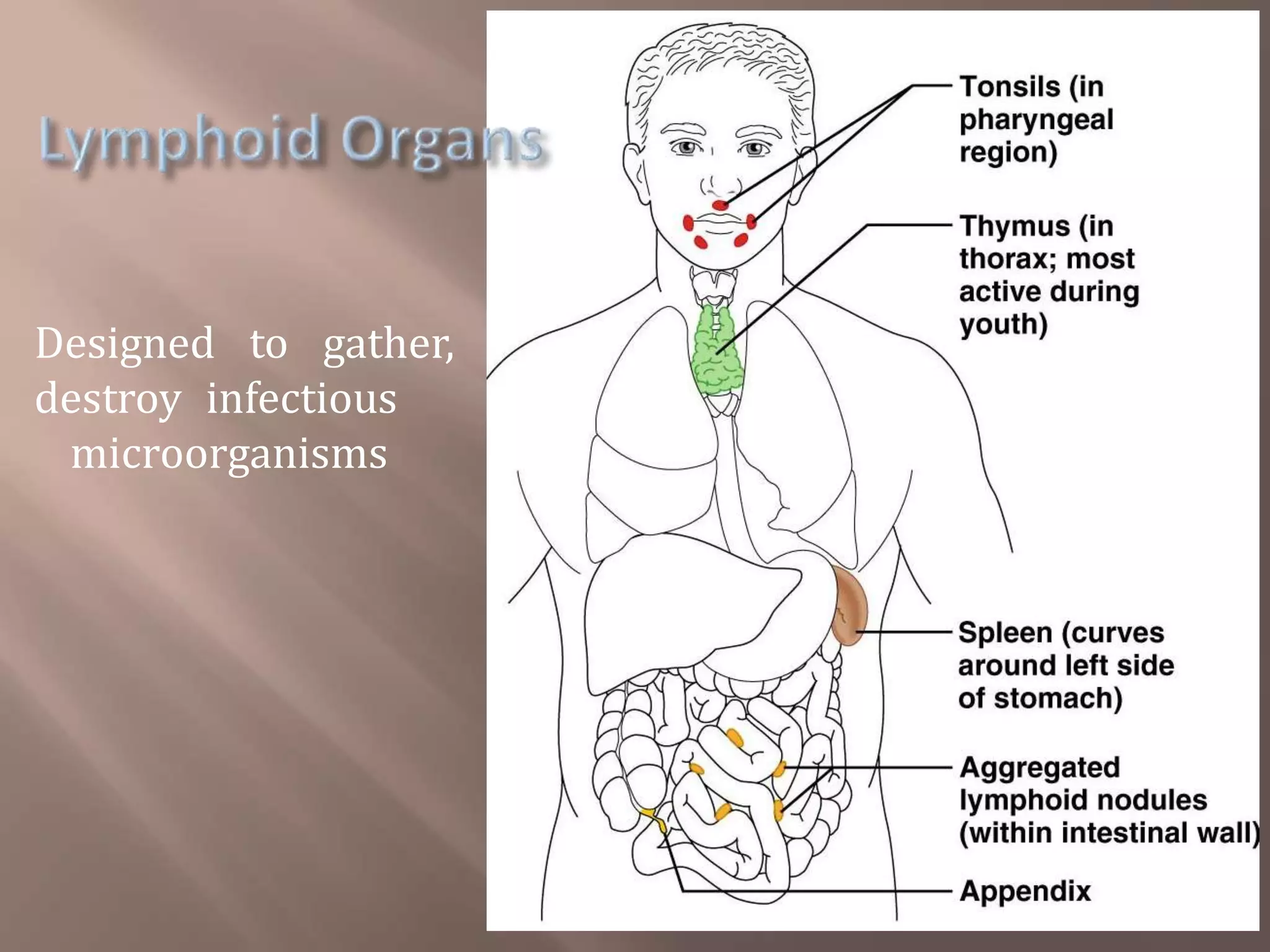 Thymus gland and spleen by Mohammad Mufarreh | PPTX
