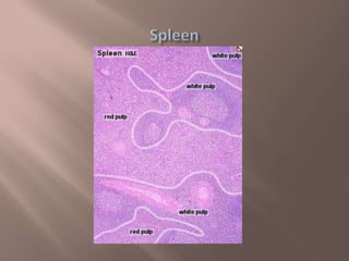 Thymus gland and spleen by Mohammad Mufarreh | PPTX