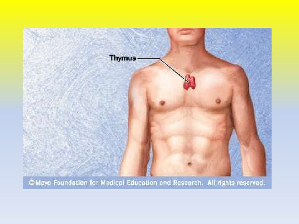 Thymus gland ppt.