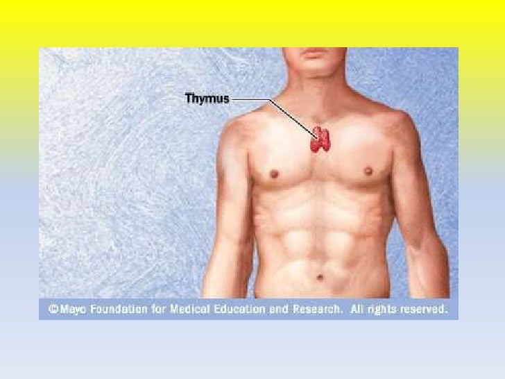 Thymus gland ppt.