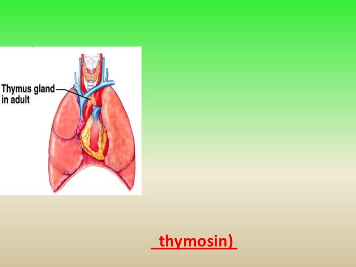 Thymus gland ppt.