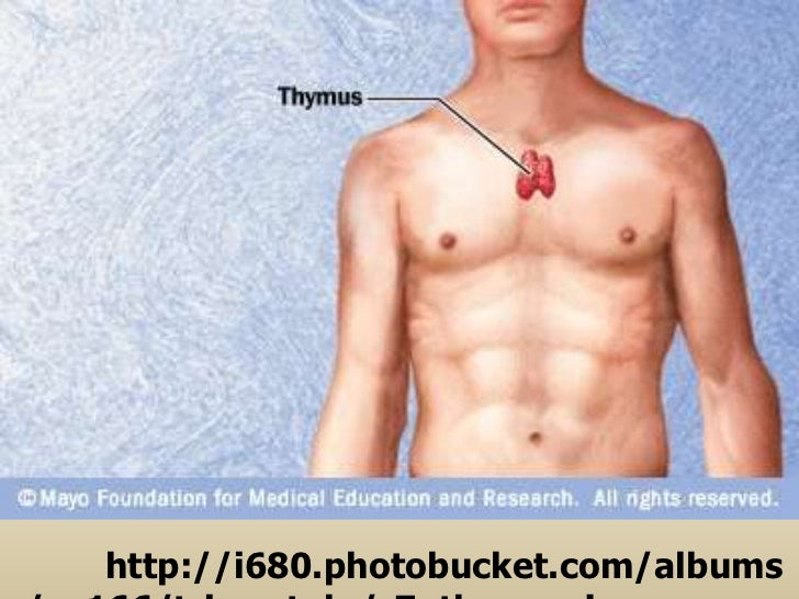 Thymus gland ppt.