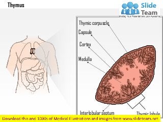 Thymus
Thymic corpuscle
Capsule
Cortex
Medulla
Interlobular septum Thymic lobule
 