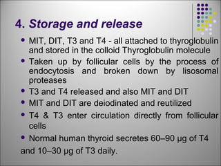 4. Storage and release
 MIT, DIT, T3 and T4 - all attached to thyroglobulin
and stored in the colloid Thyroglobulin molecule
 Taken up by follicular cells by the process of
endocytosis and broken down by lisosomal
proteases
 T3 and T4 released and also MIT and DIT
 MIT and DIT are deiodinated and reutilized
 T4 & T3 enter circulation directly from follicular
cells
 Normal human thyroid secretes 60–90 μg of T4
and 10–30 μg of T3 daily.
 