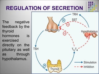 REGULATION OF SECRETION
The negative
feedback by the
thyroid
hormones is
exercised
directly on the
pituitary as well
as through
hypothalamus.
 
