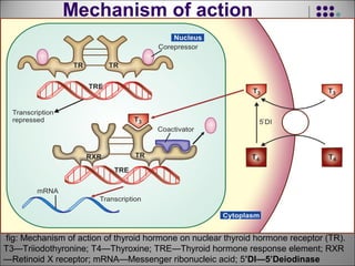 Mechanism of action
fig: Mechanism of action of thyroid hormone on nuclear thyroid hormone receptor (TR).
T3—Triiodothyronine; T4—Thyroxine; TRE—Thyroid hormone response element; RXR
—Retinoid X receptor; mRNA—Messenger ribonucleic acid; 5’DI—5’Deiodinase
 