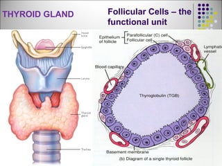 Follicular Cells – the
functional unit
THYROID GLAND
 