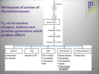20
Mechanism of actions of
thyroid hormones
T3, via its nuclear
receptor, induces new
proteins generation which
produce effects
 